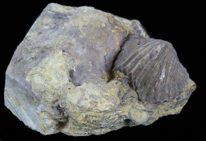 Platystrophia Brachiopod Fossil From Kentucky #35127